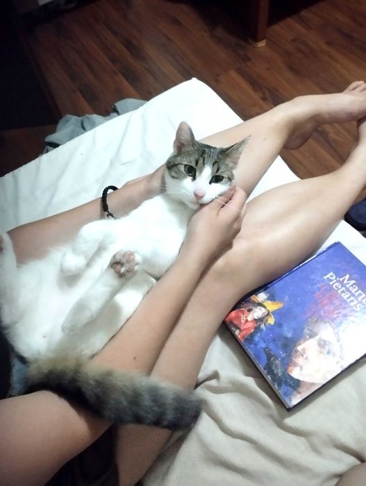 Koty szukają domu do adopcji ze schroniska kot Kotoz fundacja zwierzęt