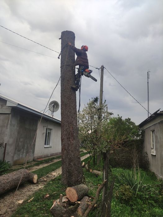 Зрізання ДЕРЕВ та обрізка ДЕРЕВ