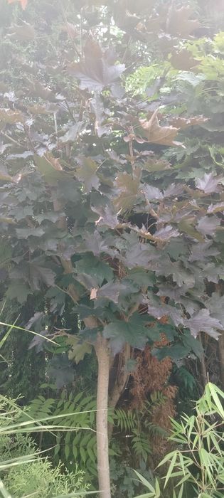 Sadzonki brzozy Klon akacja trawa miskanty