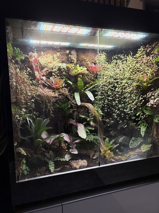 Terrarium/ paludarium/ wiwarium