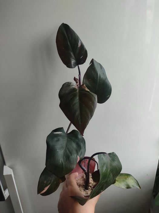 Філодендрон рожева принцесса Pink Princess