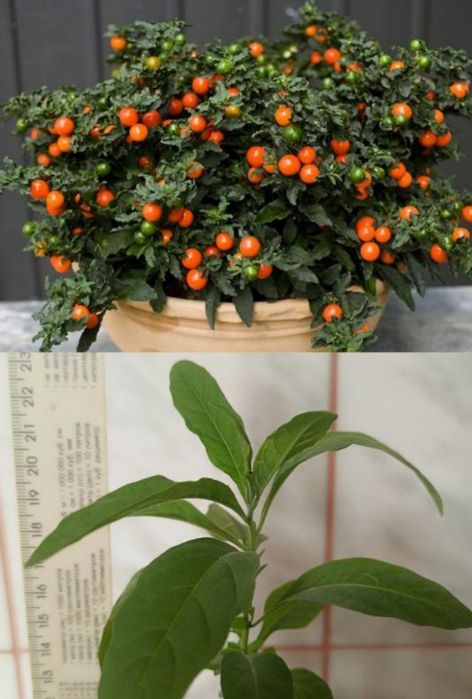 Кораловий кущ,або пасльон ложноперечний
