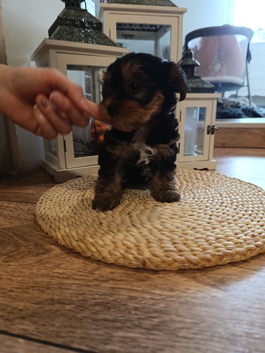 York terrier mini