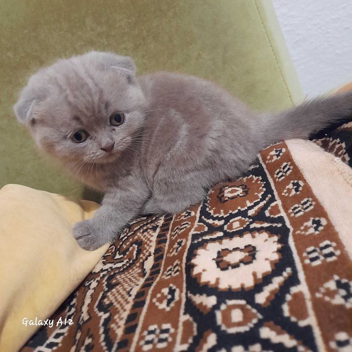 Шотландські кошенята