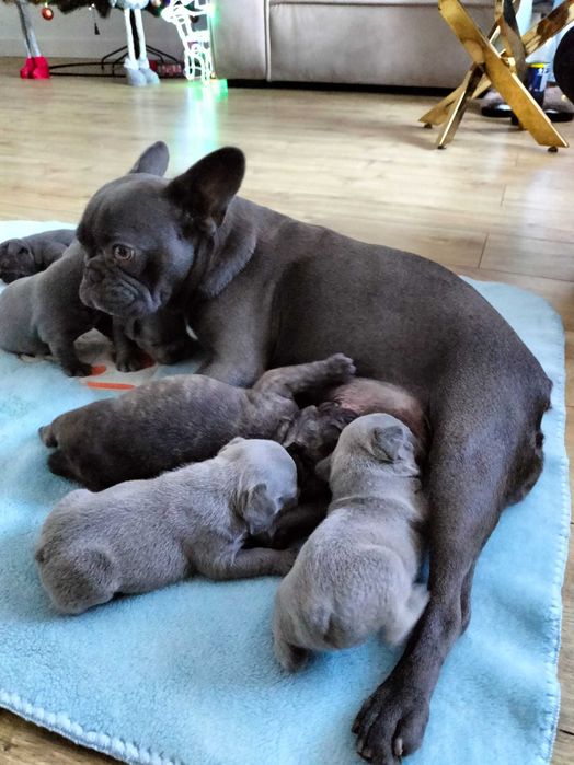 Buldog francuski blue