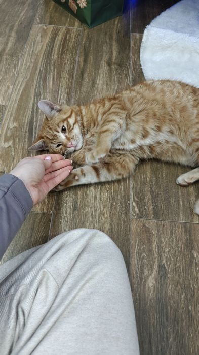 Kotek szuka ciepłego domu