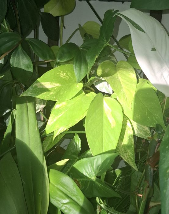 Epipremnum i philodendron pnący różne odmiany