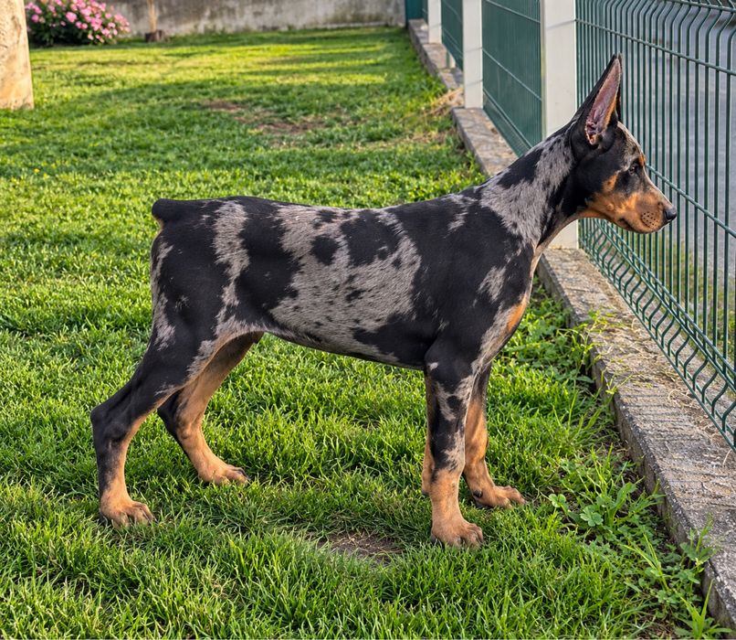 Dobermann balck merle