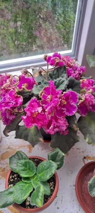 Фіалки квітучі. Листочки