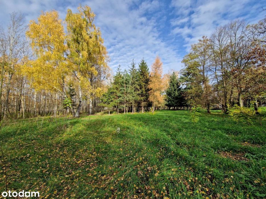 Działki bud. z drzewami od 2154 m² Błonie Cholewy / prąd / woda / gaz - Widok 4