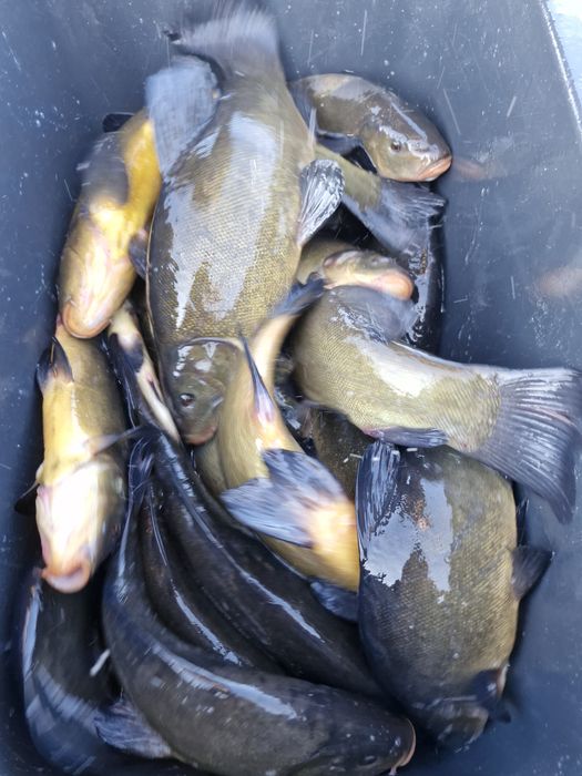 Narybek i kroczek karpia