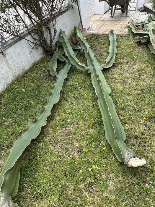 Catos muito exuberantes para venda