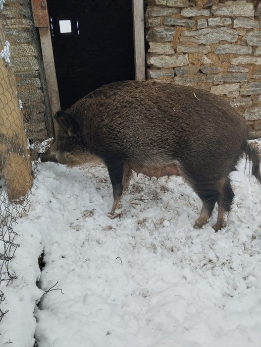 Продаються дорослі самки, кабан