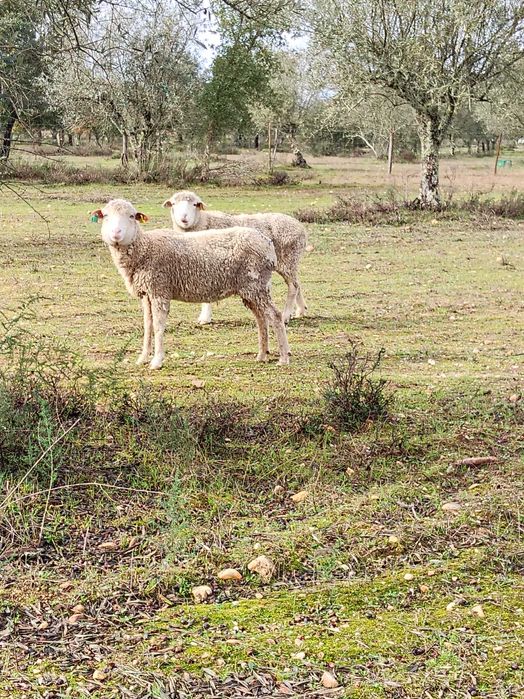 Ovelhas Merino Puras