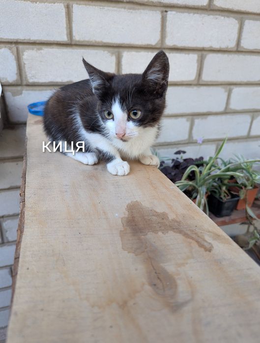 віддам кошенят, кота, кицю