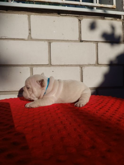 Дівчинка перлинка