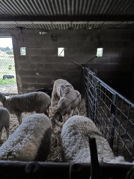 Vendo Carneiro Lacaune