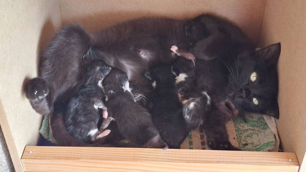 Dá-se gatinhos nascidos em Abril 2026