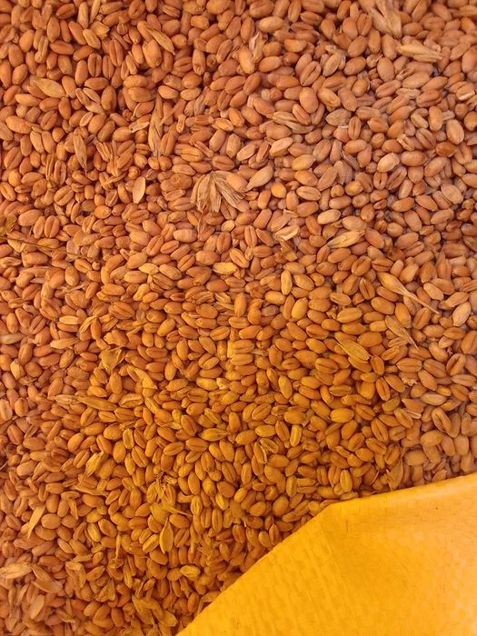 Zboże Pszenica ,Owies,Słoma,Siano