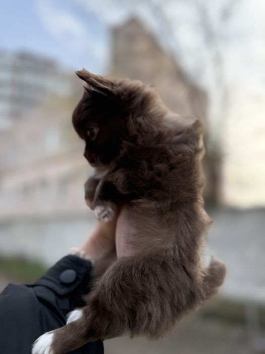 Чихуахуа шоколадная девочка