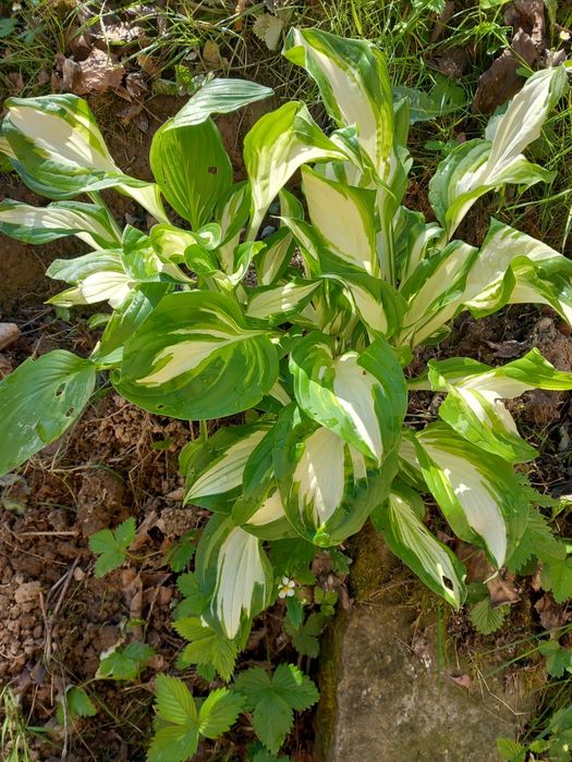 Funkia. Hosta, sadzonka