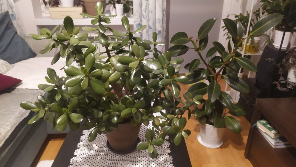 Kwiaty: grubosz , 2 fikusy