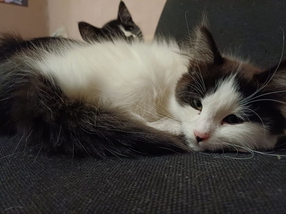 Дві киці шукают домівку