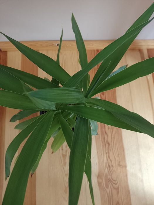 Juka kwiat doniczkowy