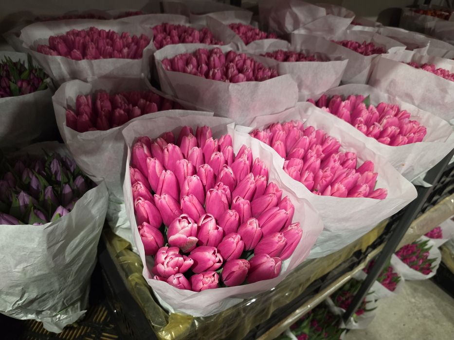 Тюльпани великий і дрібний опт, Бровари