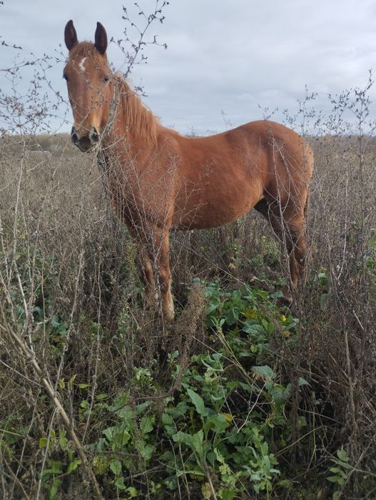 Продам  кобылку.