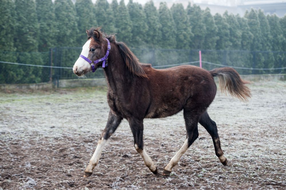 Ogier odsadek D GRUPA 145cm koń kucyk