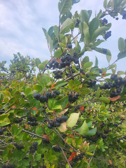 Świeża Aronia bez Chemii – 8 zł/kg | Tylko Odbiór Osobisty
