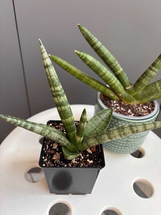 Сансев'єрія Циліндріка Бонсель Sansevieria Сylindriса Boncel