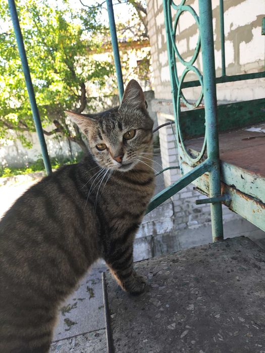 Віддам кицю в добрі руки