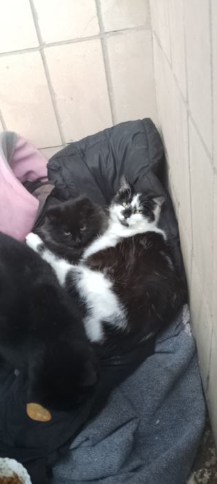 Котик і кішечка в добрі руки