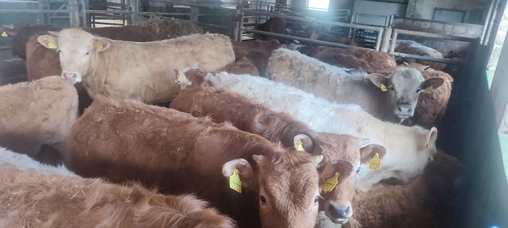 Odsadki limousin chereford angus miesne mieszańce