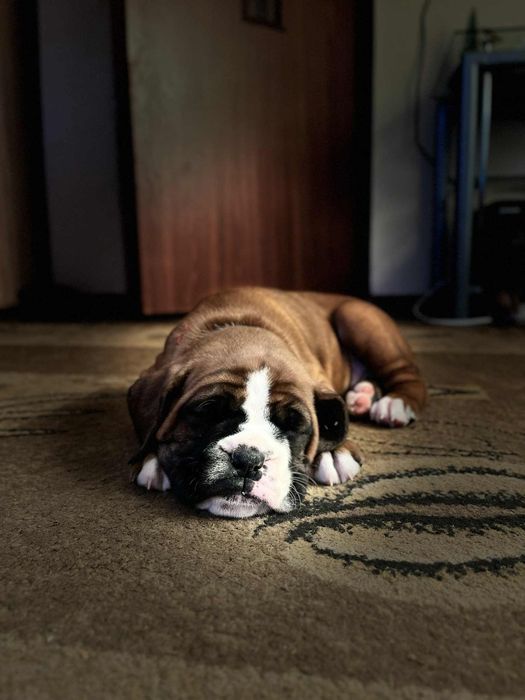 Suczka bokser biszkoptowe