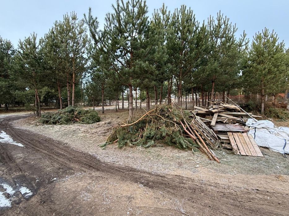 Oddam drewno po budowie i gałęzie