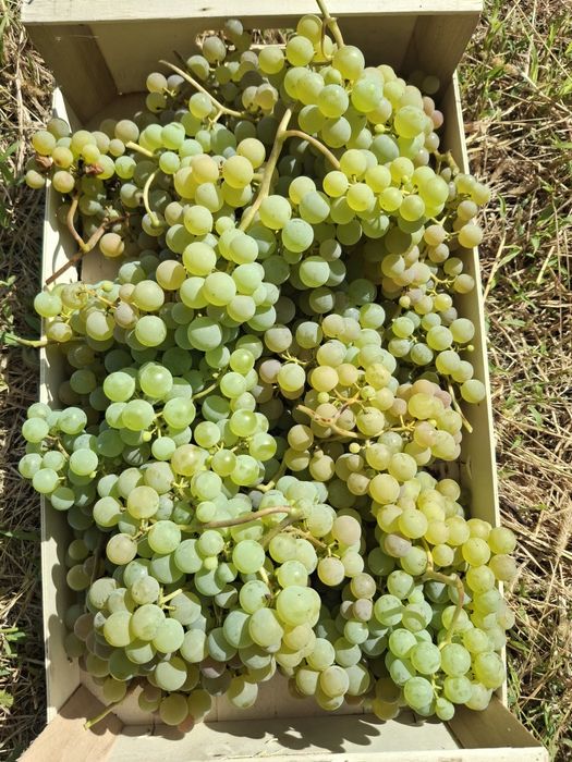 Winogron bez pestek, eco rodzinna plantacja