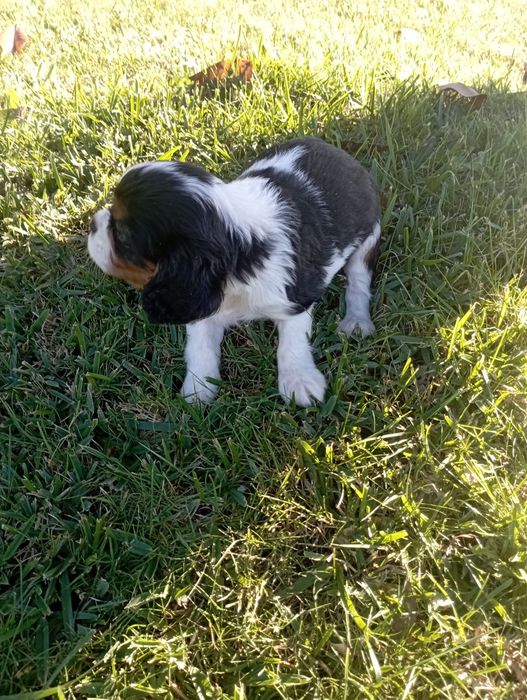 King Charles cavalier macho tricolor