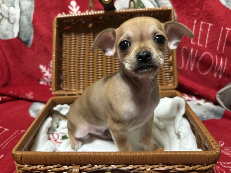 Прекрасні Чіхуахуа