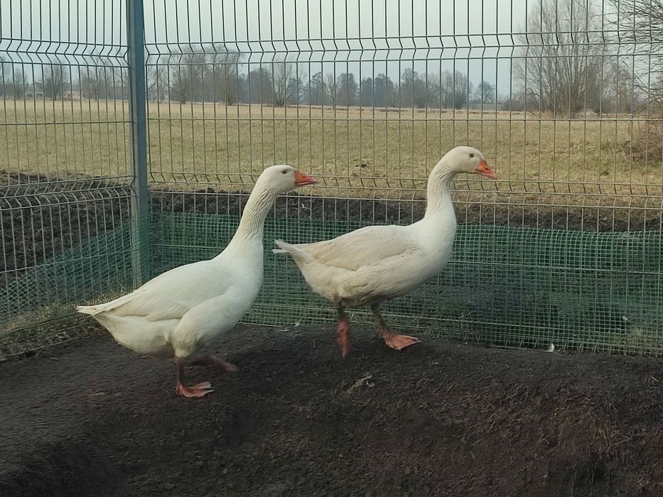 Gęsi owsiane gąsiory z 2025