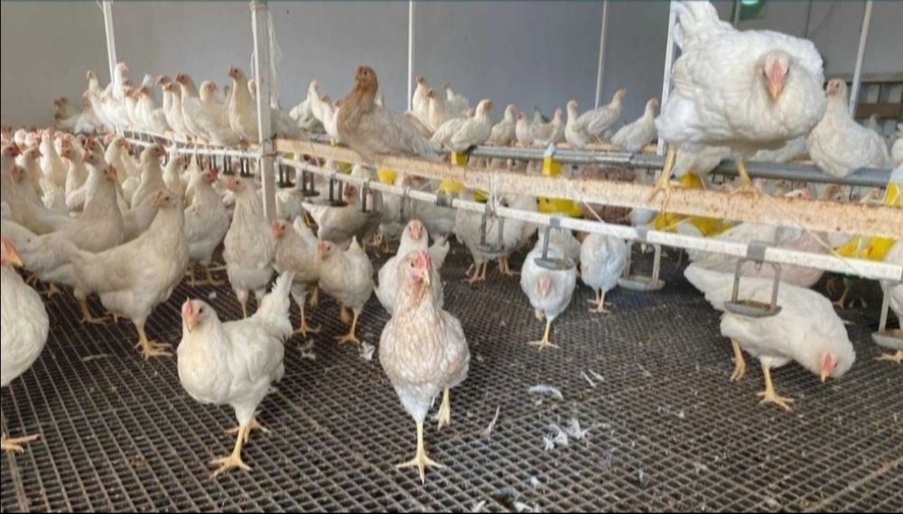 Курка несучка ломан вайт 10-12 місяців