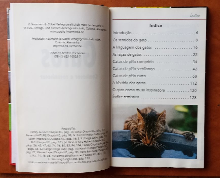 Gatos- conhecer e reconhecer