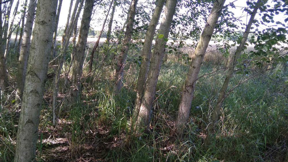 Sadzonki topoli energetycznej MAX 60cm