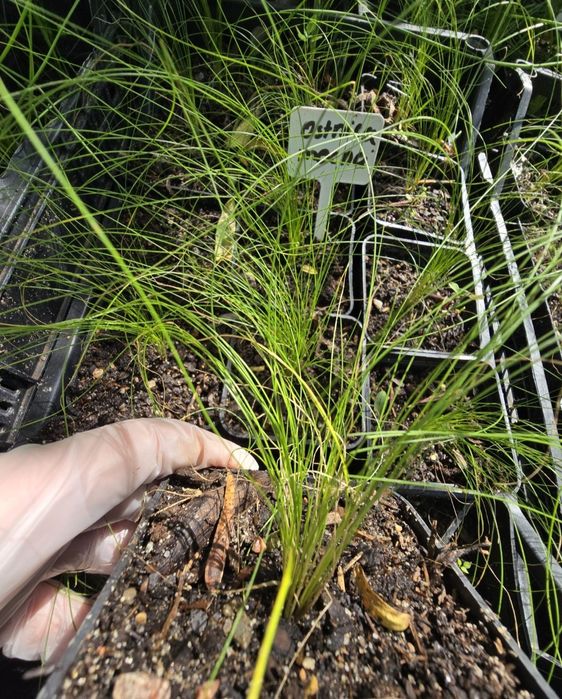 Ostnica mocna Pony cena za 4 sztuki