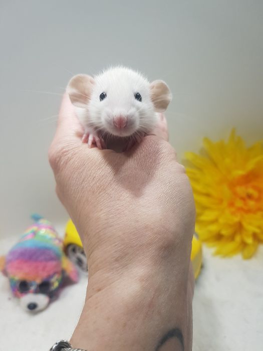 Szczur Dumbo młode szczurki reksy