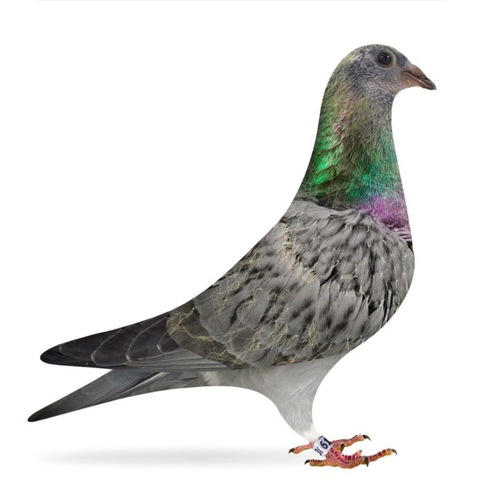 Gołębie pocztowe oryg. Marcin Bochynek