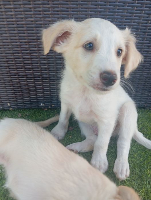 Filhotes de cães porte médio/ pequeno