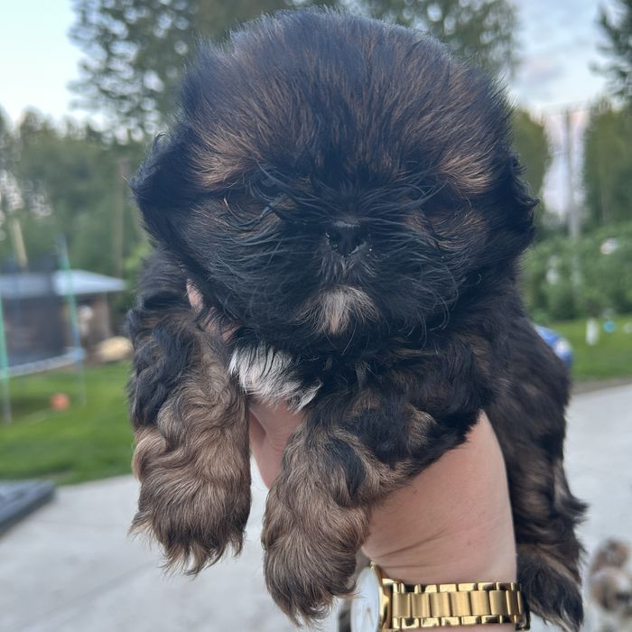Piesek chlopczyk Shih Thu